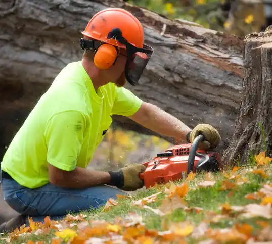 tree services Coal Grove